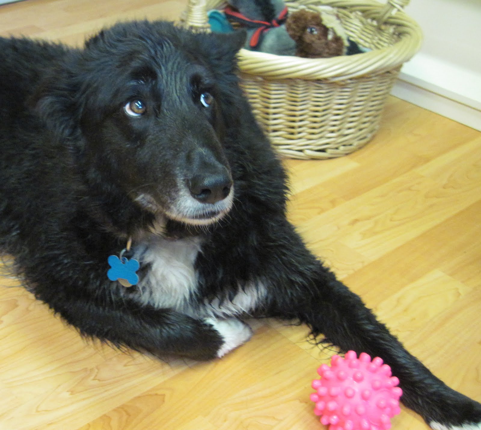 Will Amitriptyline Safely Calm My Dog Just Loving My Dogs