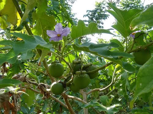 Thiết kế thi công sân vườn, thiết kế vườn cây ăn trái.LH : 09133.42211 - 20