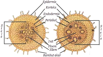 berbagainfo: Produksi Oksigen oleh Tumbuhan