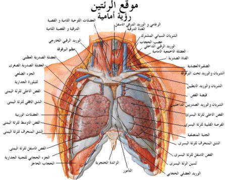 عضلة توجد تحت الرئتين تنقبض وتنبسط لتحريك الغازات الى داخل الجسم وخارجه