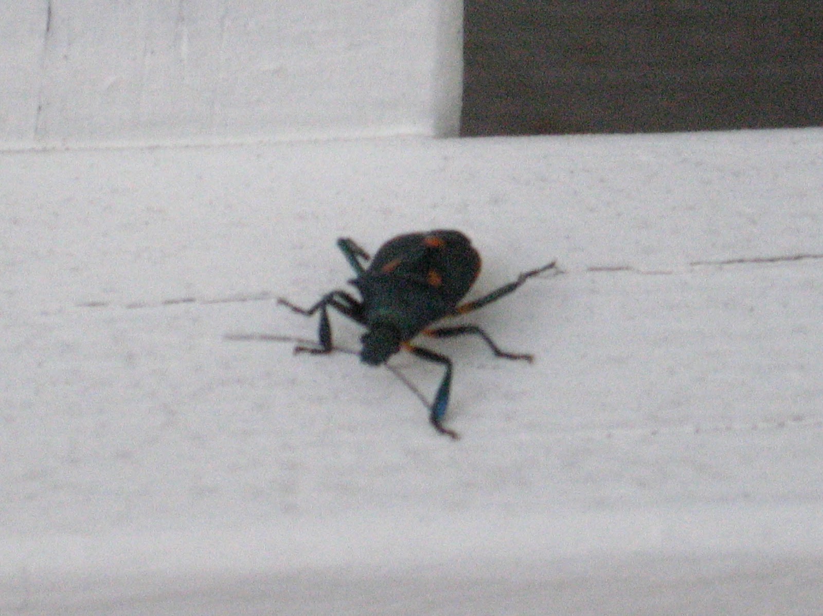 Prime Pest Solutions Halloween Bugs!