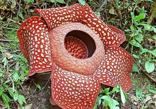 Strange Plants Strange Plants