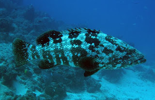 Epinephelus malabaricus (kerapu malabar) Epinephelus malabaricus (kerapu malabar)