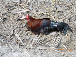 A "Fighting Cock" tethered in the field."Cock Fighting" is a major village pass-time and sport.