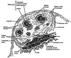 Immunology | Immune system| Immunity: Spleen-Role of Spleen in immune