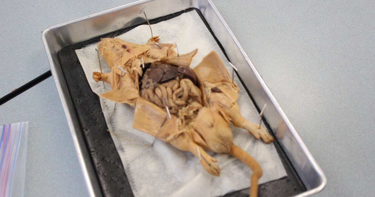 Biology and stuff (bio 11 class): Rat Dissection
