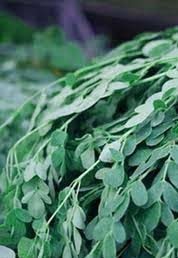 drumstic leaves drumstic leaves