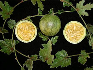 Melancium campestre, Naud Encontrado nos campos dos Estados do Mato Grosso, Minas e São Paulo