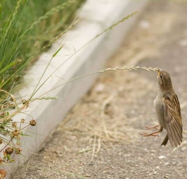 Collection of Beautiful Birds in Action