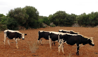 VAQUES DE LA REINA