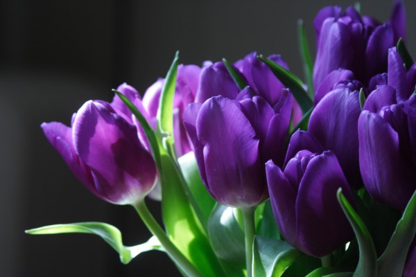 purple tulips