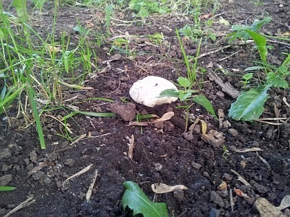 ... причем совершенно открыто и в больших количествах...