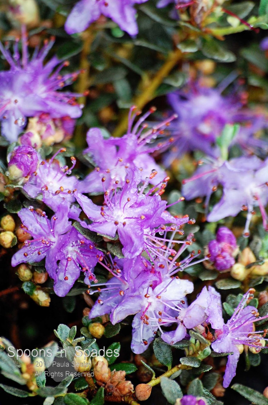 Blooms N Spades May 2013