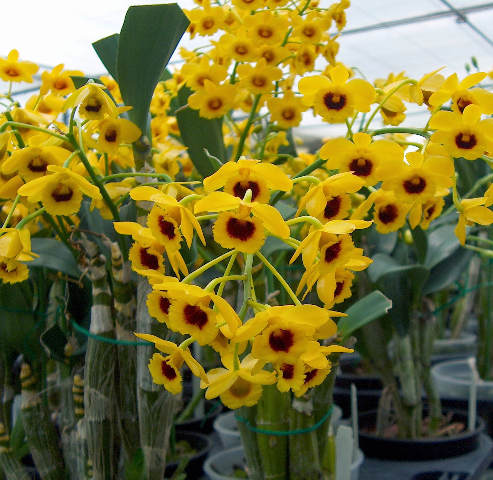 Ten of the Most Beautiful Orchid Flowers Orchidaceous! Orchid Blog