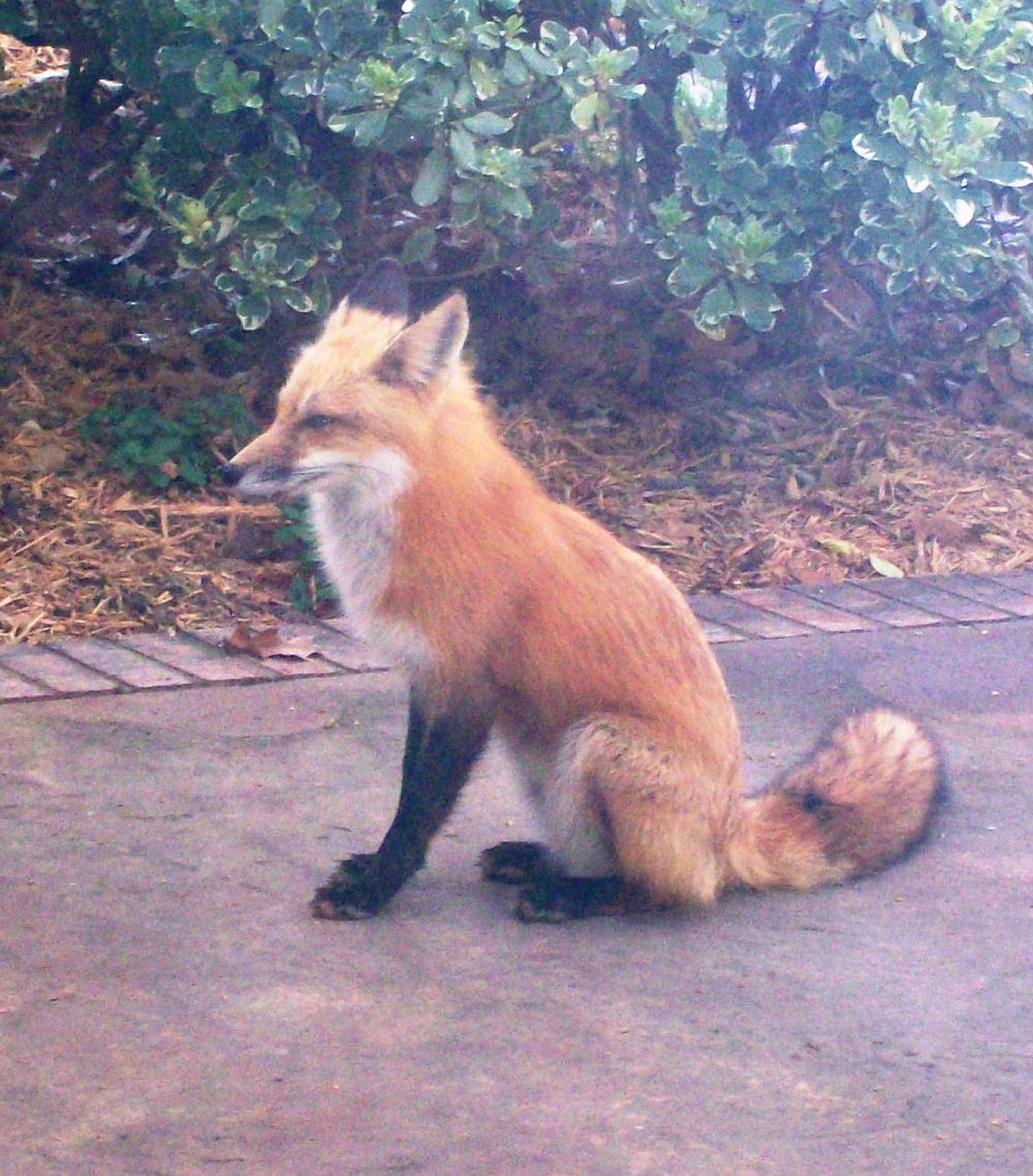 red fox sit