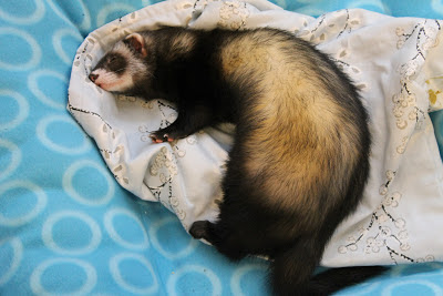 frettinäyttely+wcwfs+ferret+show