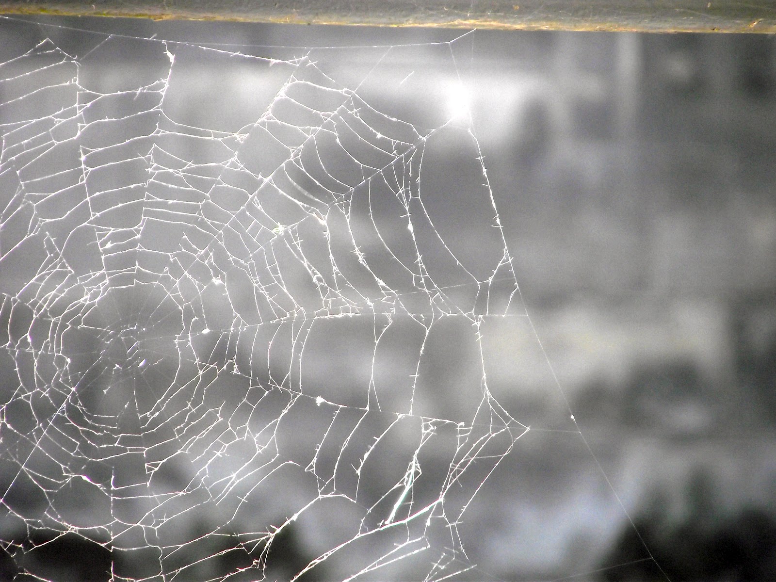 fotografiaspekepablo LA TELARAÑA.