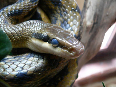 Reptiles Snake Normal Resolution HD Wallpaper 10