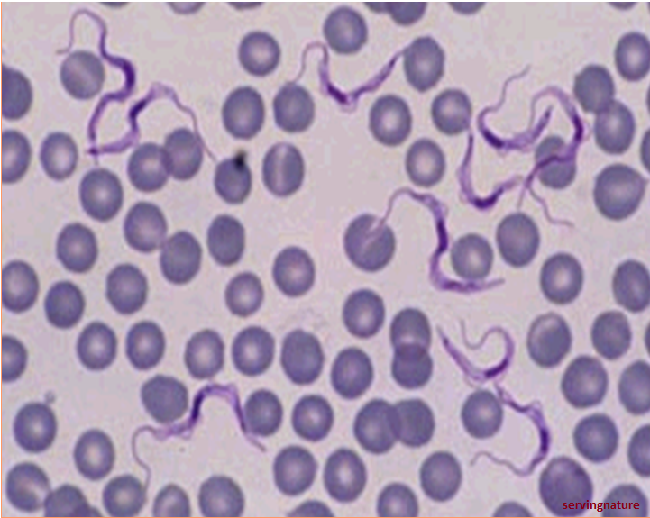 endoparasite définition C'est quoi