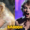 Animals That Look Like Taylor Swift