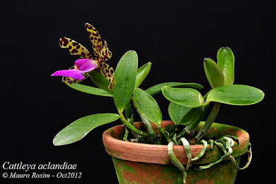 Cattleya aclandiae Flower Cattleya aclandiae Flower