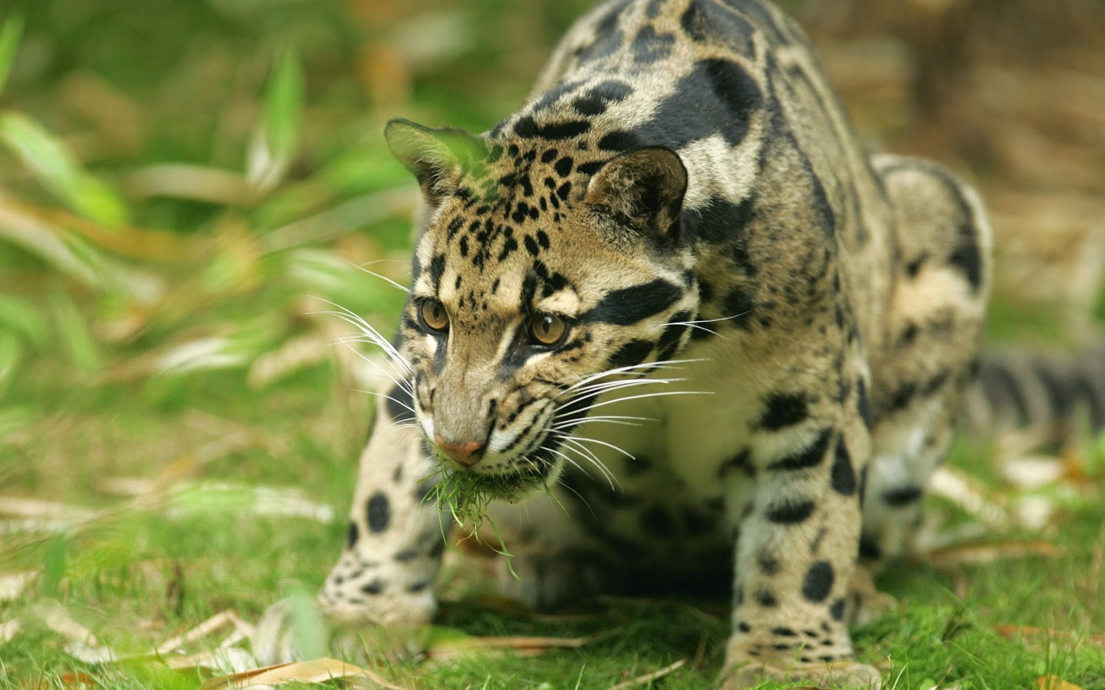 Out Of Sight: Clouded Leopard The clouded leopard (Neofelis nebulosa