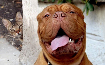 Los 19 Photobombs animales más divertidos Los 19 Photobombs animales más divertidos