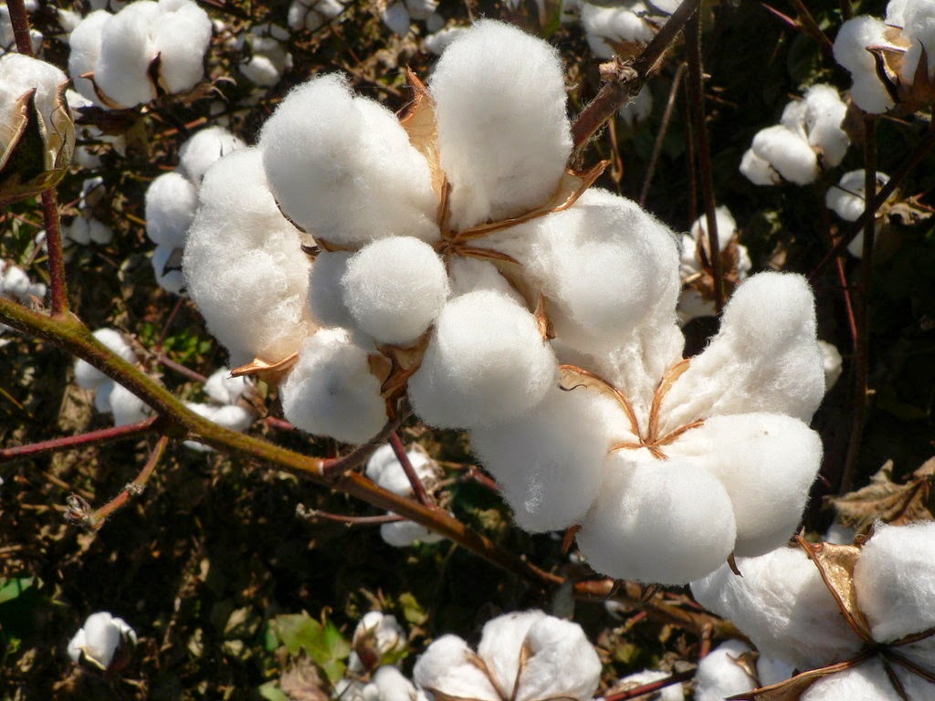 Forexpros us cotton 2