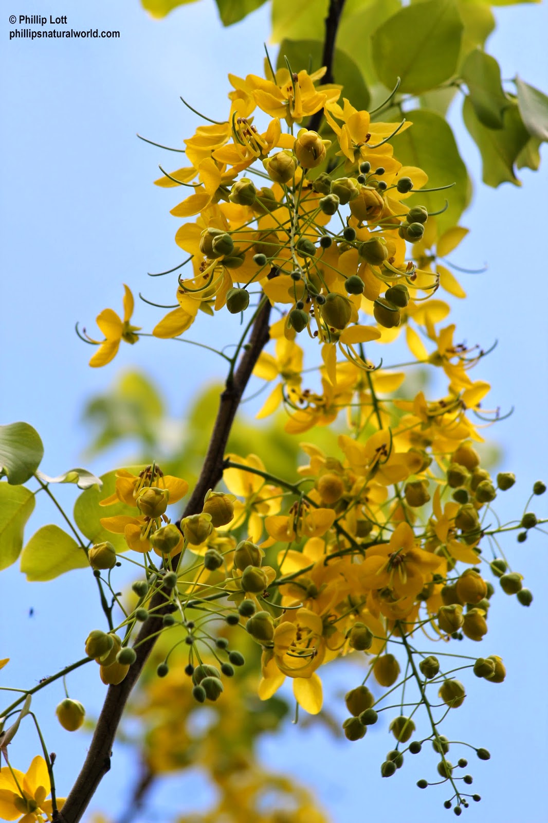 Golden Shower Tree Phillip's Natural World