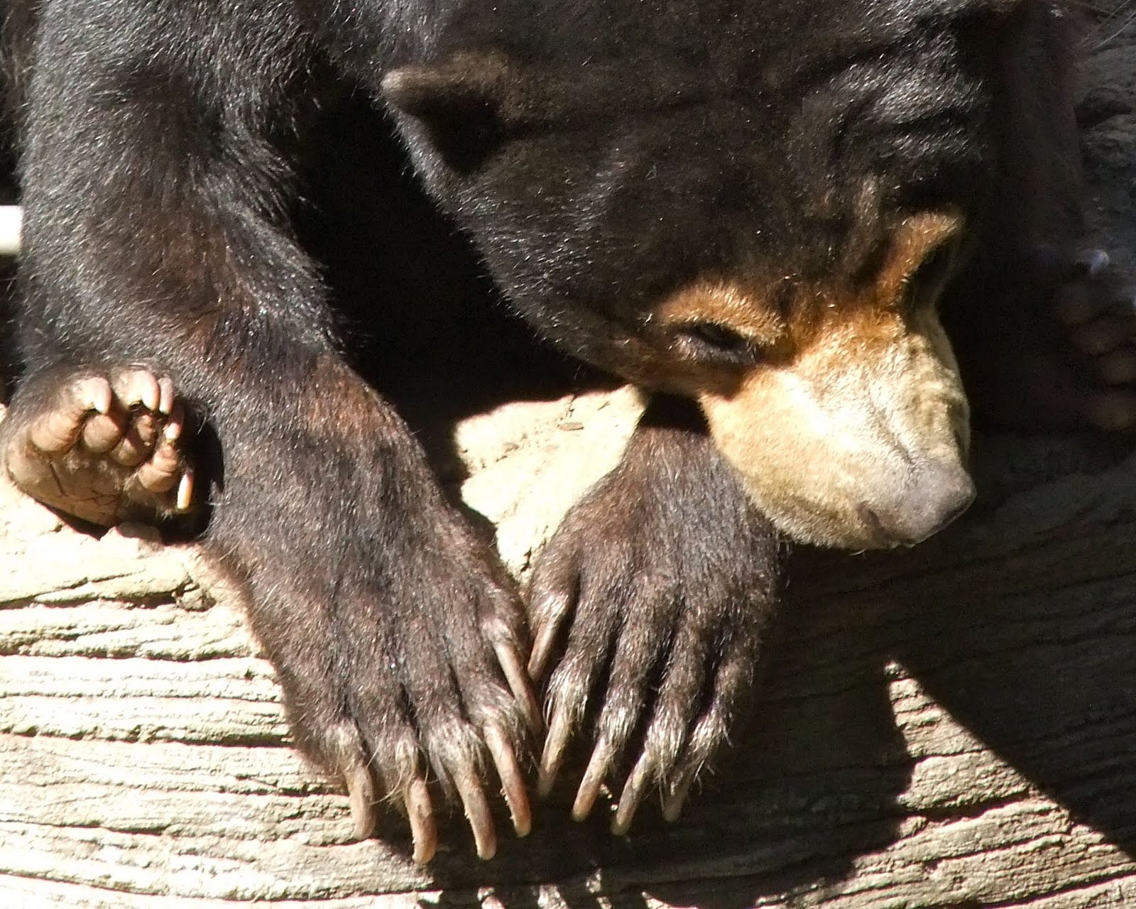 Our Oakland Oakland Zoo