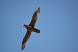 Giant Petrels on Sea Lion island