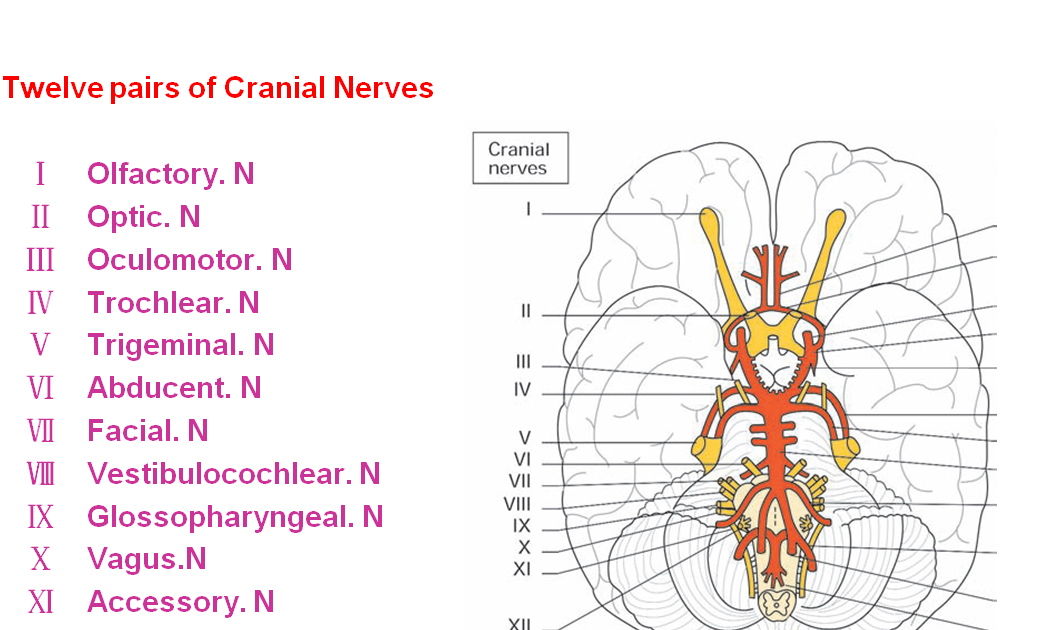 Human Medical Physiology: Physiology of the cranial nerves