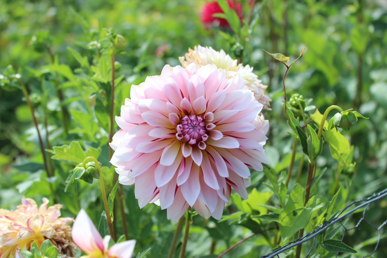 rencontre en ligne québec