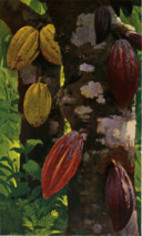 Cacao Pods