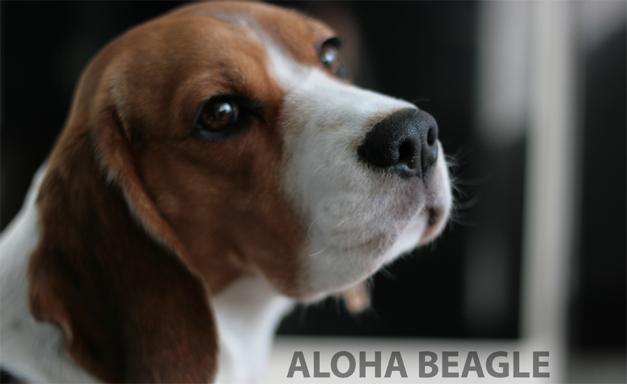 Aloha Beaglen blogi