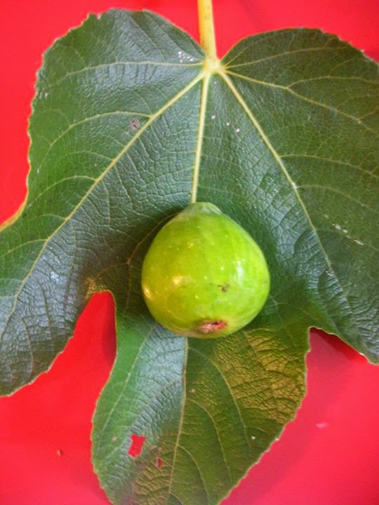 Figs Photo Collection Around the World Figs GREEN ISCHIA