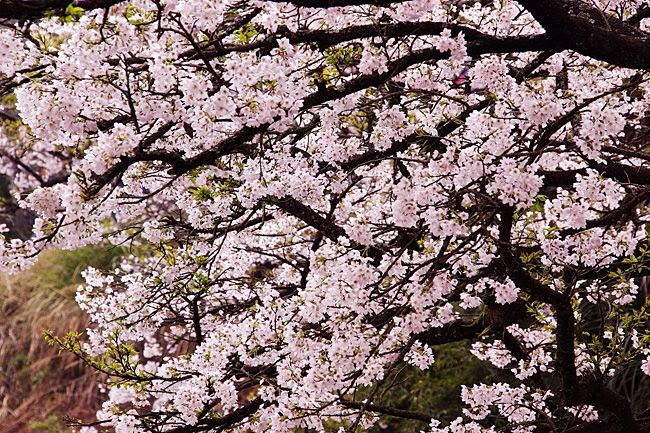 阿里山櫻花季-賞櫻民宿訂房