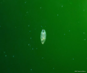 Download Fischerei Fischmarkt Nr 2 2013 4226 Kb Lms