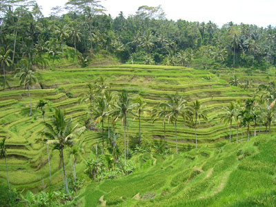 Rice Terrace Rice Terrace Tegallalang