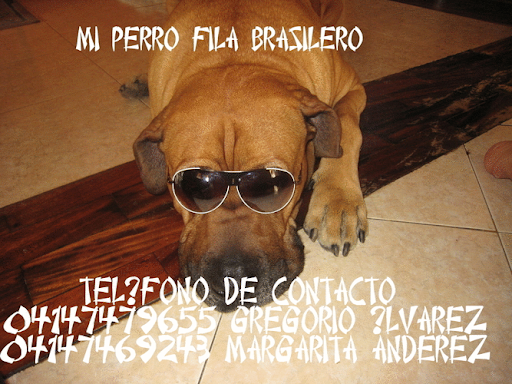 Perro Fila