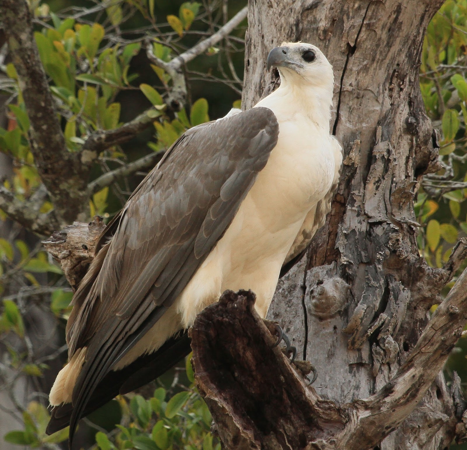 white bellied kite bird white bellied kite bird
