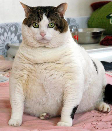 Gato gordo Gato gordo