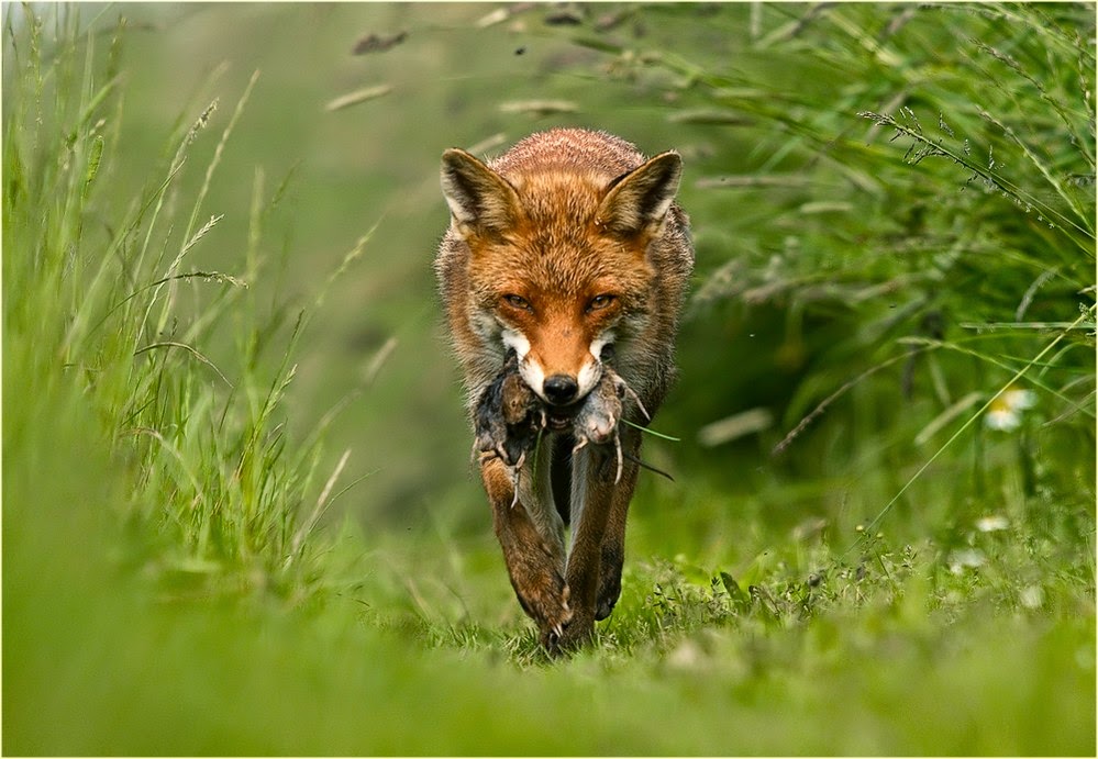 A Vegan in Luxembourg Luxembourg and the fox hunt