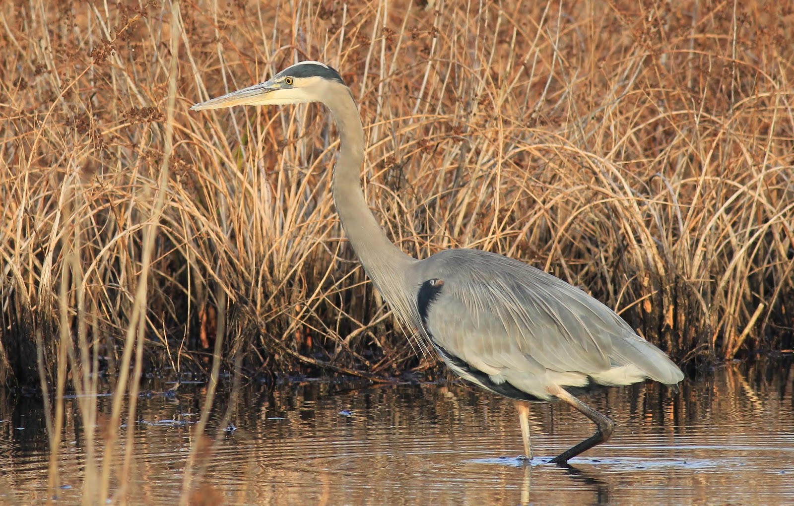 Nature on the Edge of New York City A Great Blue Heron at Blue Heron Park