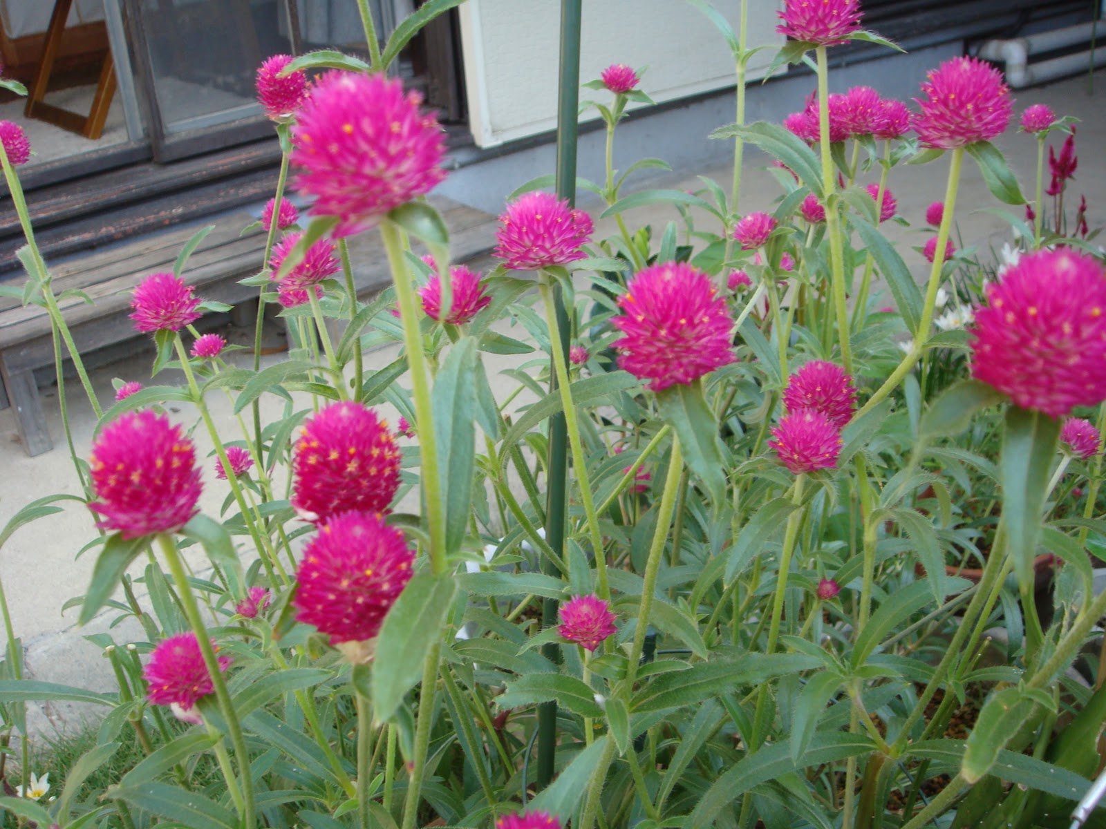 花と野菜 秋分を過ぎて