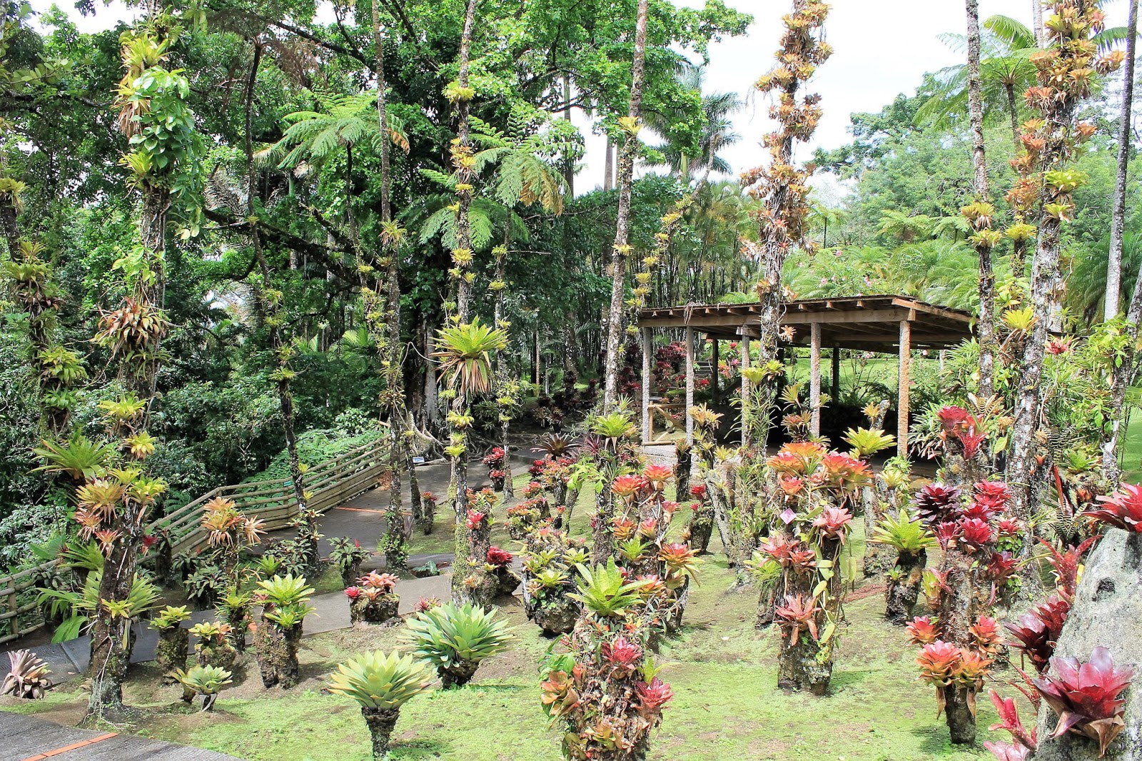 Martinique le jardin de Balata Les Gommettes de Melo