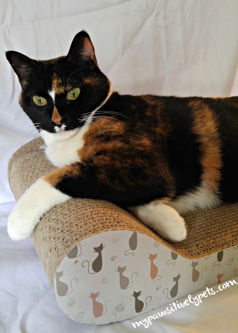 A Couch for Kitty to Scratch Pawsitively Pets