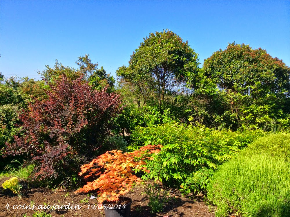 Barberry With Purple Leaves Varieties And Types Of Barberry