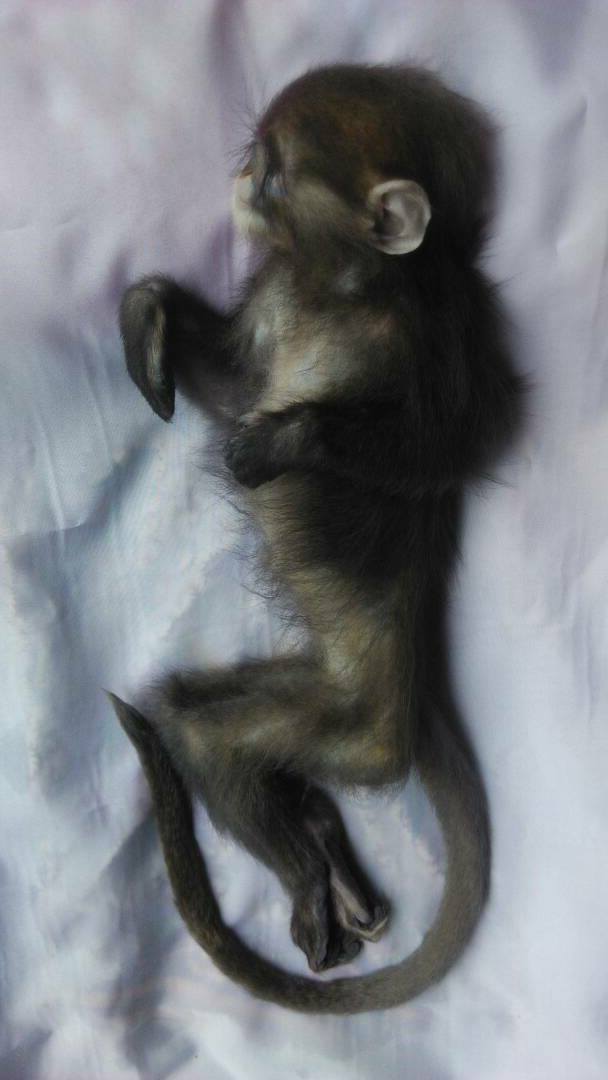 Pets In Peace Malaysia Pets Cremation Services