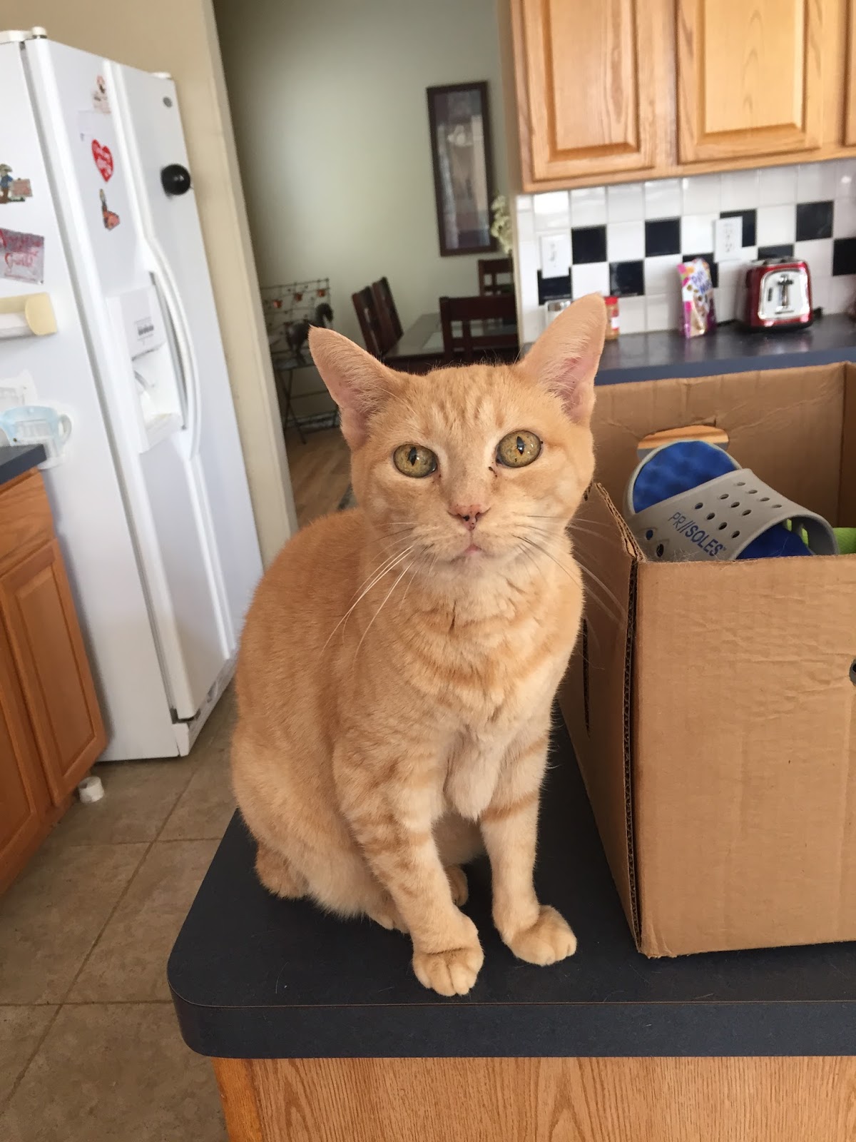 The Legacy Chronicles Happy National Cat Day